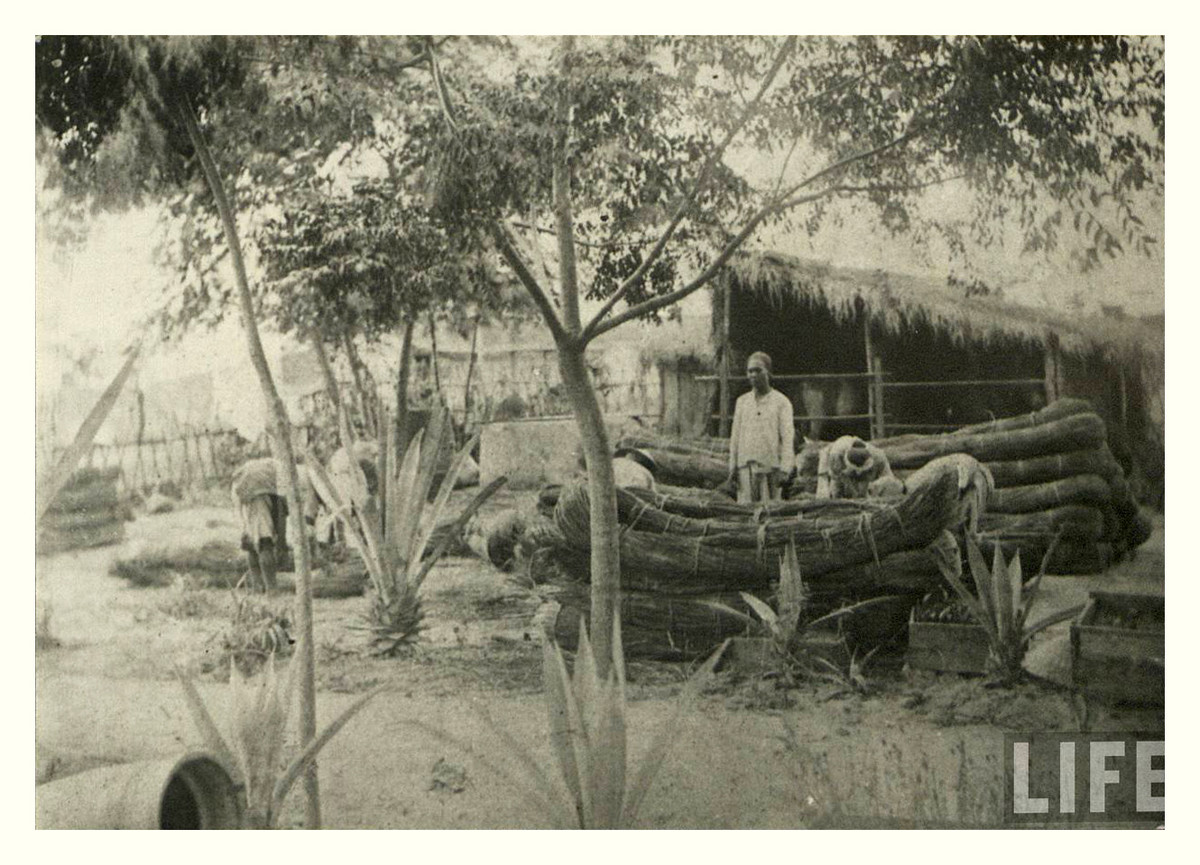 Trong sân nhà một gia đình nông dân ở Hội An xưa. Ảnh: Life.