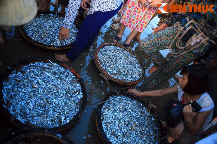 Các chủng loại hải sản ở chợ "vồ" khá phong phú, từ các loại cá nhỏ dùng làm mắm hoặc phơi khô...