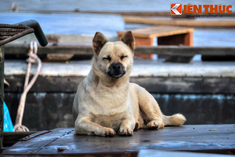 So với những chú chó trên cạn, "chó sông" phải chịu nhiều thiệt thòi khi không được tự do chạy nhảy ở các khoảng không gian rộng rãi.