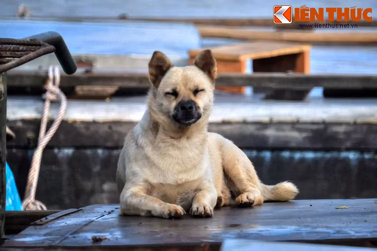 So với những chú chó trên cạn, "chó sông" phải chịu nhiều thiệt thòi khi không được tự do chạy nhảy ở các khoảng không gian rộng rãi.