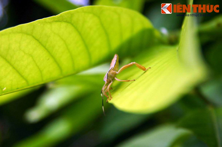 Một chú bọ xít màu vàng phơi mình trên chiếc lá xanh non mơn mởn.