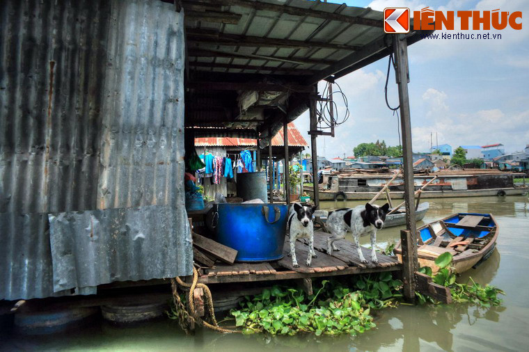 Làng nổi Châu Đốc ở An Giang với hàng trăm ngôi nhà - thuyền trên sông cũng là một lựa chọn lý tưởng khác để ngắm chó.