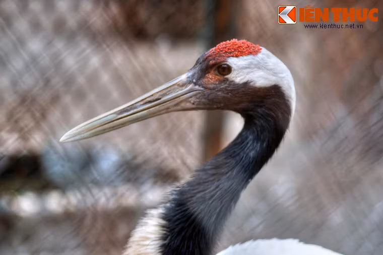 Loài chim này có một ngoài hình đặc trưng với bộ lông trắng, cổ, diềm cánh đen, đỉnh đầu có đám da trần màu đỏ trông như mào.