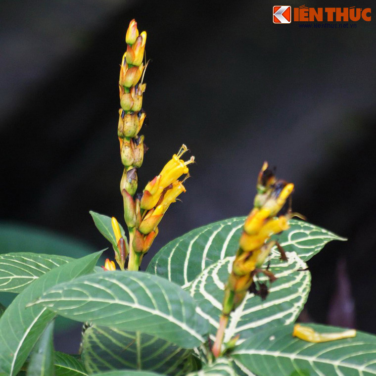 Một loài cây độc đáo với những chiếc lá có gân trắng và hoa vàng rực, có hình dáng như đột lúa.