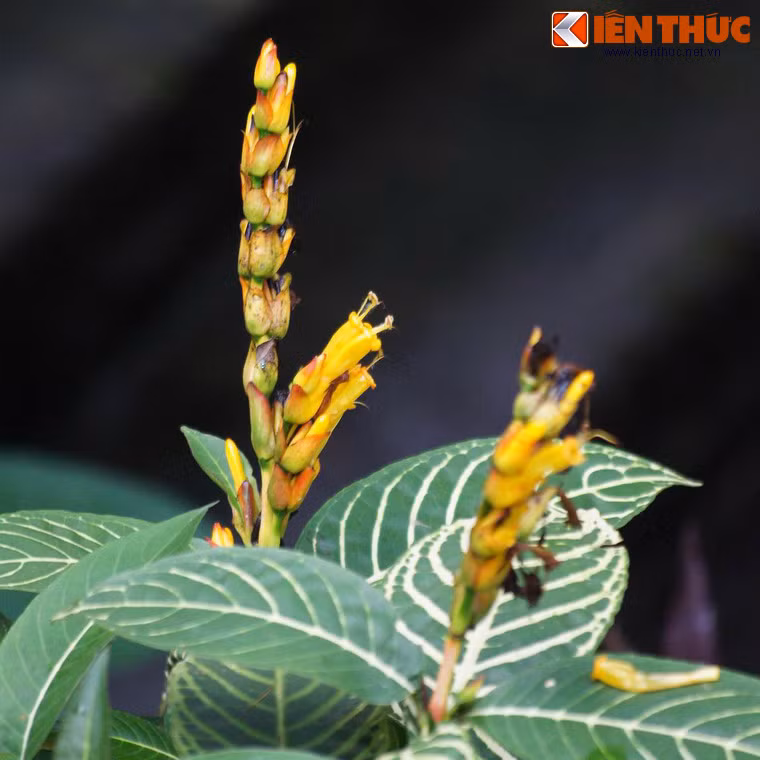 Một loài cây độc đáo với những chiếc lá có gân trắng và hoa vàng rực, có hình dáng như đột lúa.