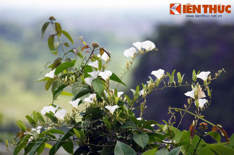 Trên các triền núi tuyệt đẹp ở khu vực chùa Hương, du khách có thể bắt gặp nhiều loài hoa dại mà mình chưa từng biết đến, như loài hoa màu trắng duyên dáng này.