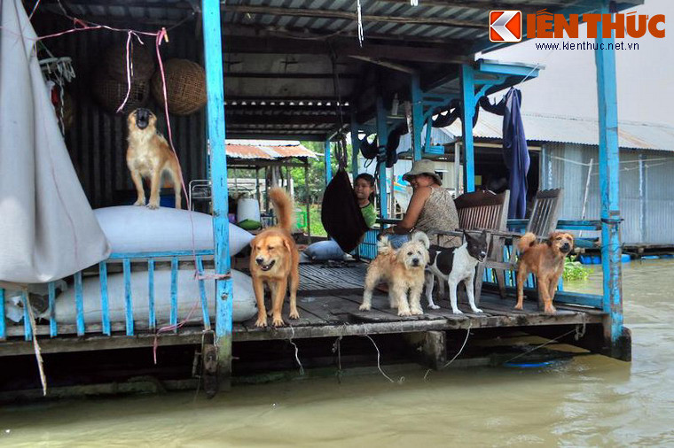 Dàn chó hoành tráng xồ ra sủa vang trời để chào đón du khách tại một ngôi nhà ở làng nổi Châu Đốc.