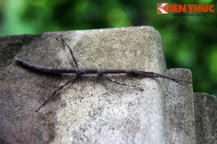  Thế giới côn trùng ở chùa Hương gây bất ngờ với sự hiện diện của các loài kỳ dị, điển hình là loài bọ que.