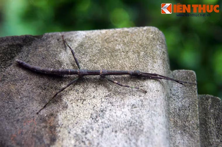  Thế giới côn trùng ở chùa Hương gây bất ngờ với sự hiện diện của các loài kỳ dị, điển hình là loài bọ que.