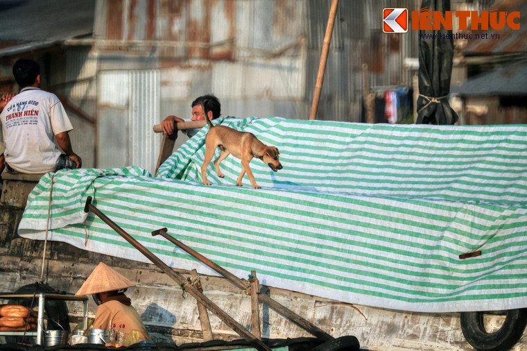 Với những du khách mê chó, địa điểm lý tưởng để ngắm những chú chó sống trên thuyền là các khu chợ nổi nhộn nhịp như chợ nổi Cái Bè ở Tiền Giang, chợ nổi Cái Răng ở Cần Thơ.