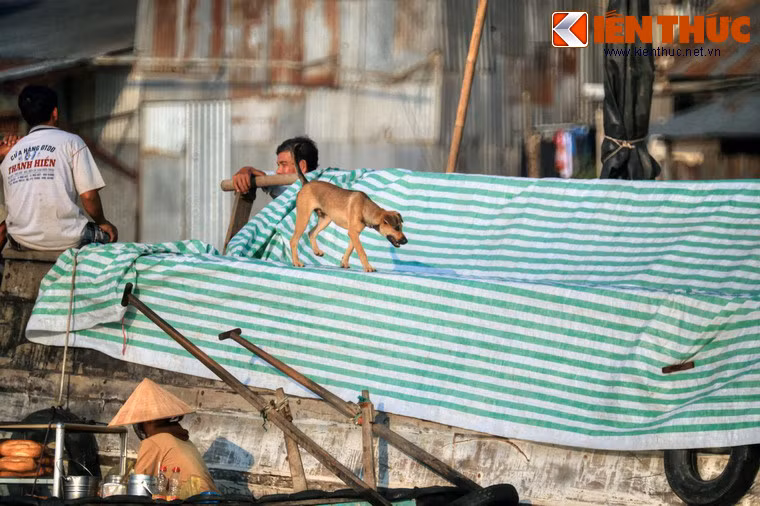 Với những du khách mê chó, địa điểm lý tưởng để ngắm những chú chó sống trên thuyền là các khu chợ nổi nhộn nhịp như chợ nổi Cái Bè ở Tiền Giang, chợ nổi Cái Răng ở Cần Thơ.