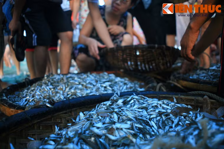 Điều hấp dẫn của chợ "vồ" là các loại hải sản ở đây còn rất tươi, thậm chí giẫy đành đạch.