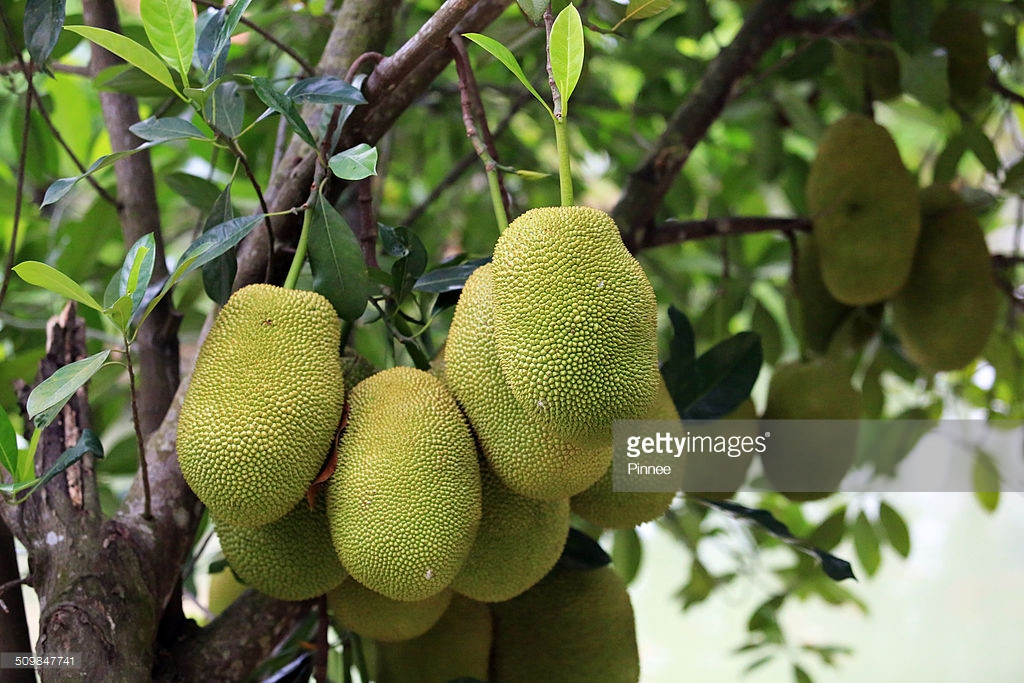 Những trái mít trong căng trong một nhà vườn Củ Chi. Ảnh: Getty.