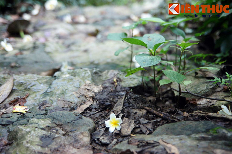 Các loài cây dại mọc tràn ra các bậc đá trên đường lên một ngôi chùa thuộc quần thể di tích - danh thắng chùa Hương.