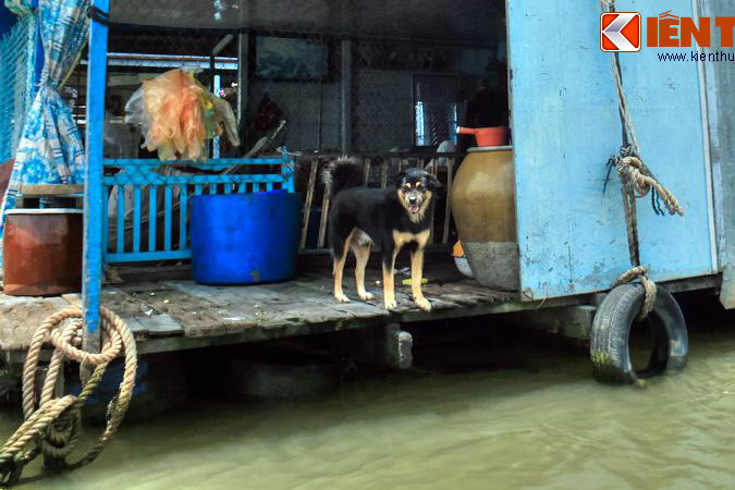 Cũng như ở trên đất liền, người dân sinh sống, làm ăn trên các con thuyền nuôi chó vừa để làm bầu bạn, vừa để trông giữ "nhà" và của cải.