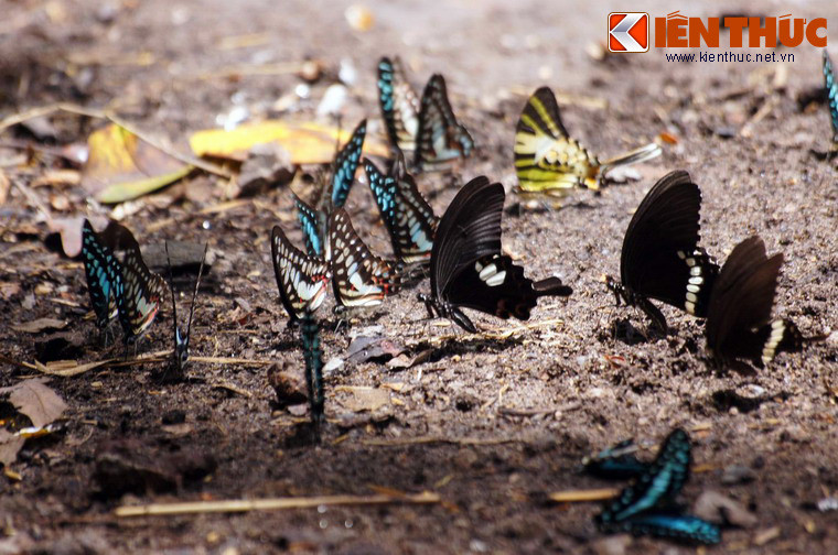 Nếu gặp may mắn, du khách có thể bắt gặp những đàn bướm quần tụ trên nền đất rừng để hấp thụ các loại chất khoáng cần thiết.