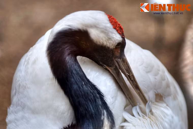 Sở hữu một vẻ đẹp duyên dáng với thân hình thanh mảnh, bộ lông trắng như tuyết điểm một vết đỏ trên đỉnh đầu, sếu Nhật Bản cũng là một hình tượng bất hủ trong các tác phẩm nghệ thuật cổ.