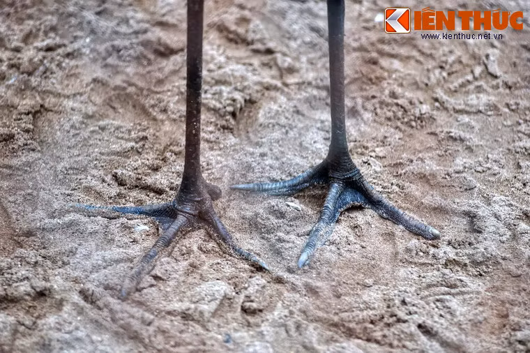 Thích nghi với các vùng đất ngập nước, sếu đầu đỏ thường sống ở vùng cửa sông, cửa biển, đầm lầy, vùng rừng ngập mặn...