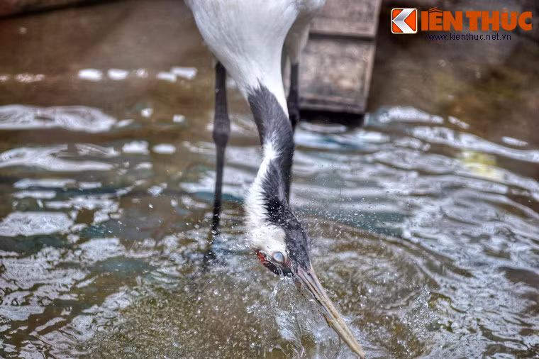 Tại khu vực Đông Á, sếu Nhật Bản được coi là biểu tượng của sự may mắn, trường thọ và tính trung thực.