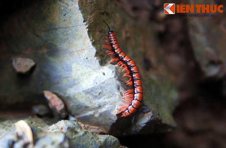Cũng mang màu sắc rực rỡ, nhưng con rết này sẽ khiến nhiều người rùng mình vì những cái chân dài tua tủa.