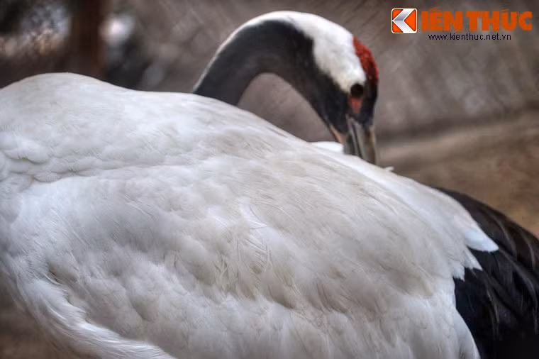 Sinh sản vào vụ xuân - hè, sếu Nhật Bản thường đẻ hai trứng, nhưng chỉ có một quả là sống.