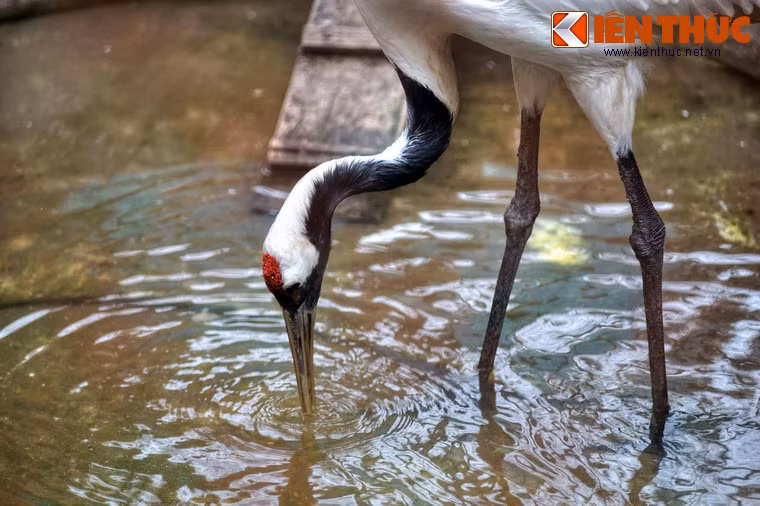 Thức ăn ưa thích của chúng là cua, ốc, cá, một số loài lưỡng cư và thực vật thủy sinh.