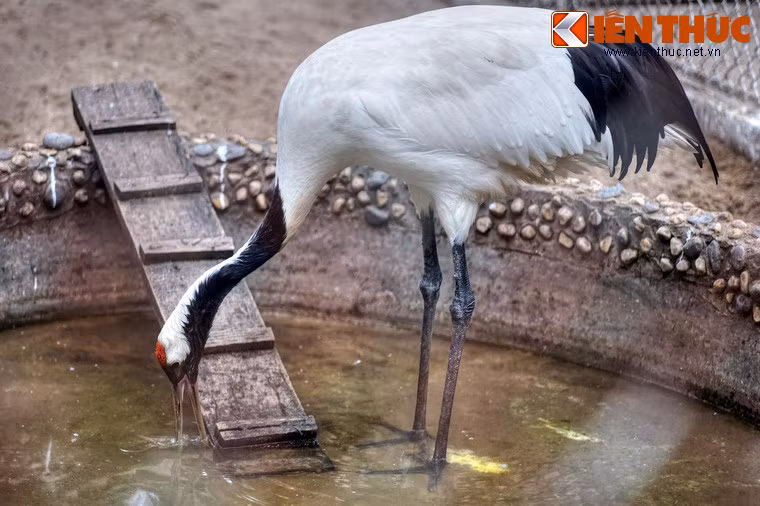 Theo ước tính, hiện nay chỉ còn có khoảng 1500 con sếu Nhật Bản cư trú trong thiên nhiên hoang dã, trong đó 1000 con sống tại Trung Quốc. Đây là một trong những loài chim có nguy cơ tuyệt chủng cao nhất trên thế giới.