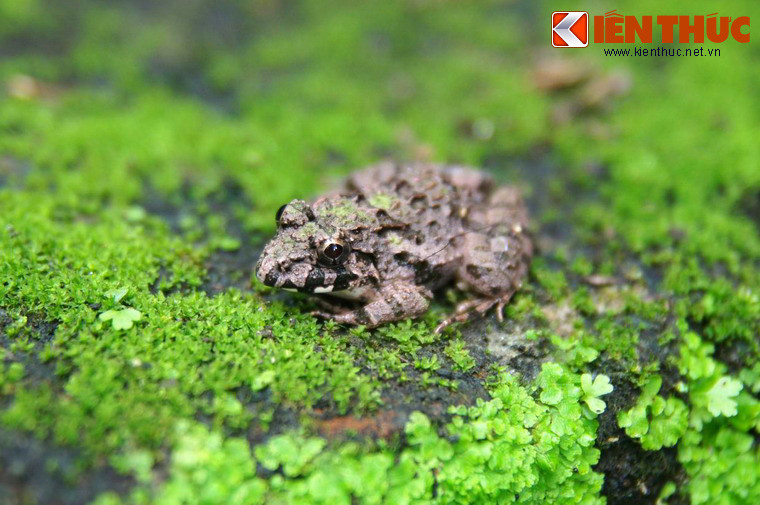 Chú ếch trầm ngâm trên phiến đá đầy rêu ven đường, không đoái hoài đến bước chân của những người khách lữ hành đi qua.