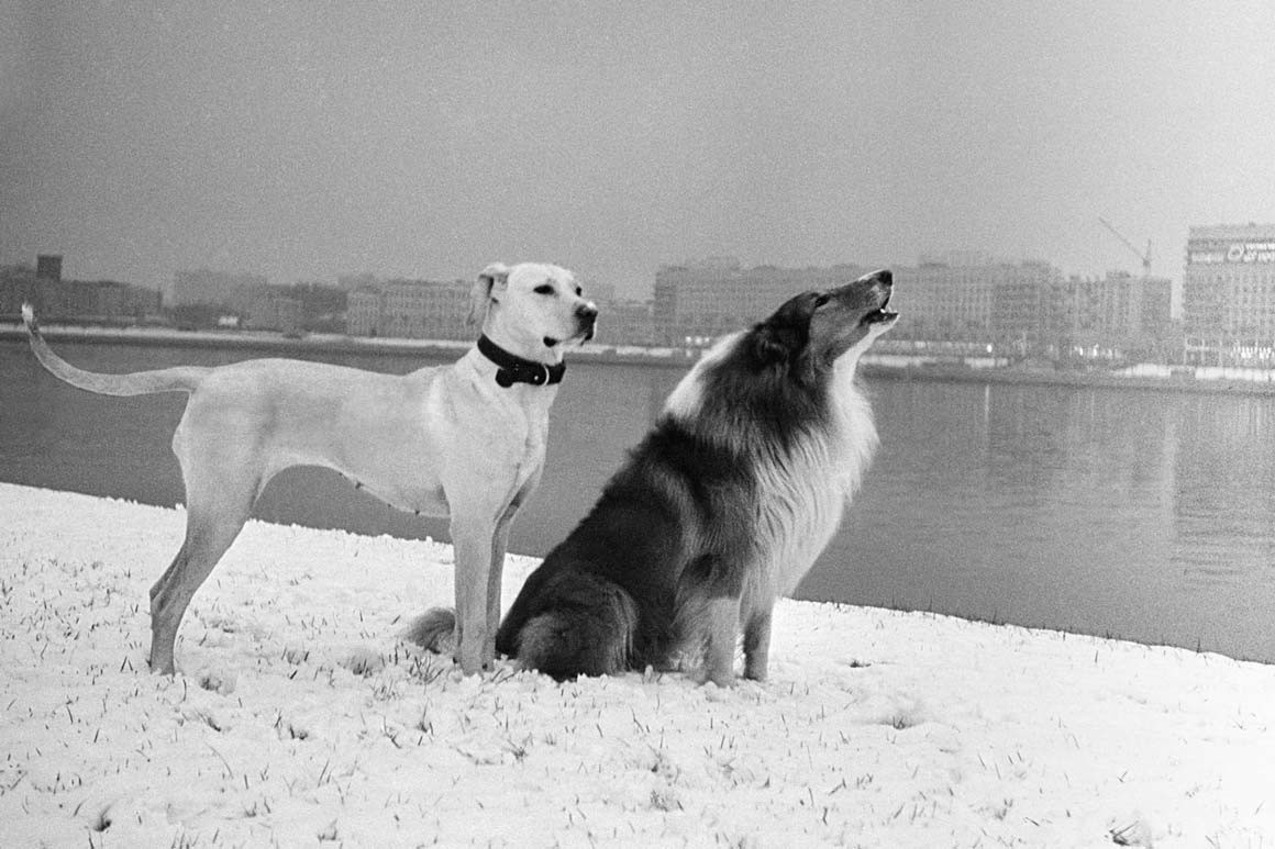 Hai chú chó bên bờ sông Neva mùa đông, Leningrad năm 1977. Ảnh: Masha Galleries.
