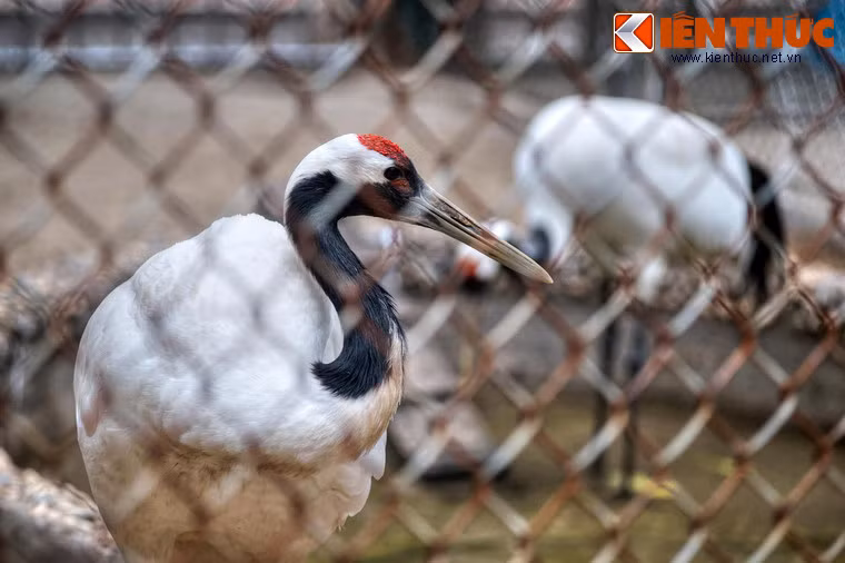 Vào dịp Tết Tân Mão 2011, vườn thú Ueno ở Tokyo (Nhật Bản) đã gửi tặng Vườn thú Hà Nội một đôi sếu Nhật Bản. Sau 7 năm, đôi chim này vẫn khỏe mạnh, là đối tượng nhận được sự quan tâm của đông đảo du khách ở vườn thú của thủ đô.