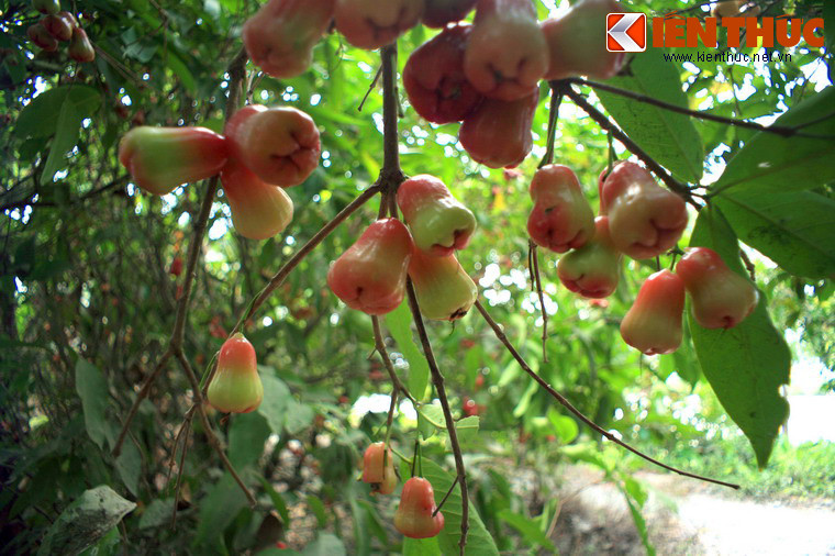 Ngoài các địa điểm mang đậm dấu ấn lịch sử, huyện Củ Chi cũng là nơi có nhiều vườn trái cây lớn. Khu vườn trái nổi tiếng nhất ở nơi đây là vườn Trung An, nơi du khách có thể thưởng thức nhiều loại trái tươi ngon do tự tay mình hái như dâu da, mít, chôm chôm, roi, măng cụt…