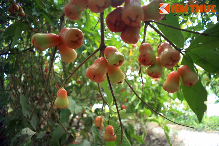 Ngoài các địa điểm mang đậm dấu ấn lịch sử, huyện Củ Chi cũng là nơi có nhiều vườn trái cây lớn. Khu vườn trái nổi tiếng nhất ở nơi đây là vườn Trung An, nơi du khách có thể thưởng thức nhiều loại trái tươi ngon do tự tay mình hái như dâu da, mít, chôm chôm, roi, măng cụt…