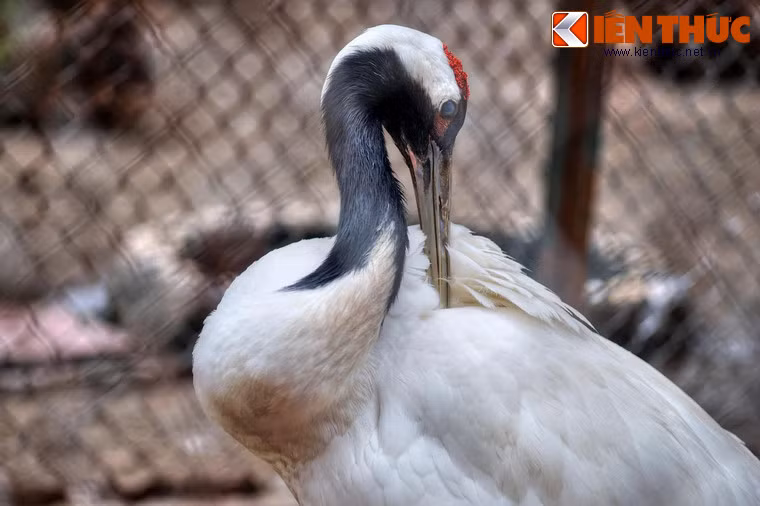 Vào mùa hè, sếu Nhật Bản sống và sinh sản tại vùng Siberia của Nga và Bắc Trung Quốc. Mùa thu chúng du cư xuống Nam Trung Quốc, Nhật Bản, Hàn Quốc, Đài Loài.