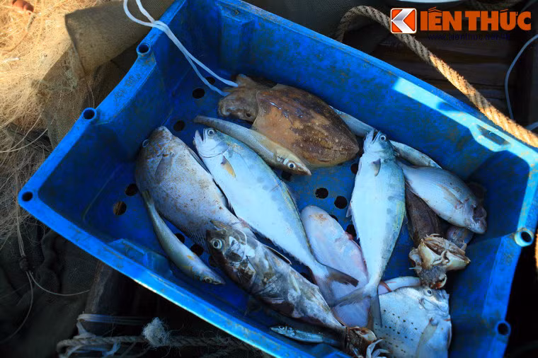 Cho đến các loại cá, mực cỡ vừa dành cho các bà nội trợ.