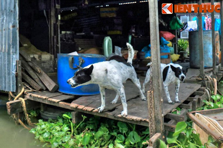 Có lẽ, điểm "sung sướng" duy nhất của các chú chó trên sông nước là hầu như không có nguy cơ bị bắt trộm và đưa lên bàn nhậu như các đồng loại tội nghiệp trên khắp đất nước.