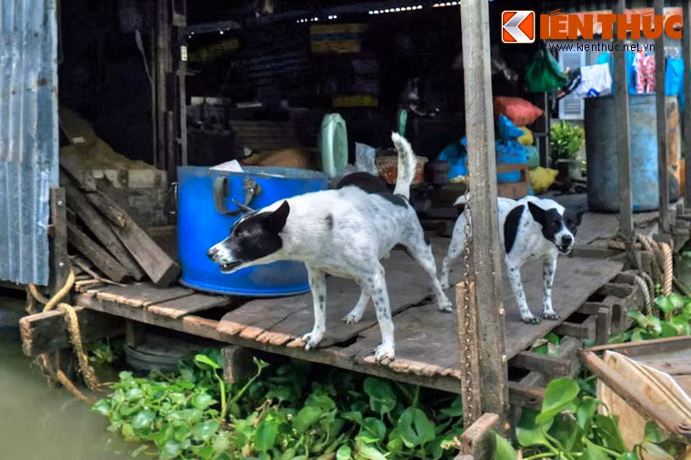 Có lẽ, điểm "sung sướng" duy nhất của các chú chó trên sông nước là hầu như không có nguy cơ bị bắt trộm và đưa lên bàn nhậu như các đồng loại tội nghiệp trên khắp đất nước.