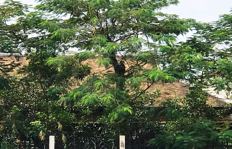 Đến ngày 11/10/2016, Phó chủ tịch huyện Bình Chánh Nguyễn Văn Hồng ký giấy phép xây dựng cho chủ đầu tư là bà Nguyễn Phước Thiên Anh được phép xây dựng cổng rào tại công trình nhà ở nói trên, với kết cấu móng BTCT, cột gỗ, mái ngói, chiều cao toàn công trình gần 8m, chiều dài gần 10m.