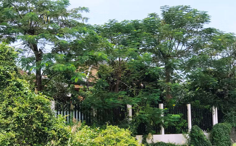 “Biet phu” cua con gai nguyen PTD Ngan hang: Ben trong toan nguoi giup viec?-Hinh-3