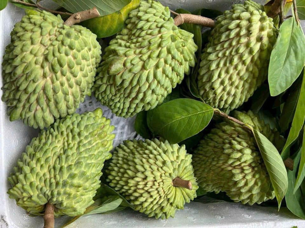 Na sầu riêng từng có giá 500 nghìn/kg, nay thành hàng bình dân - Hình 2 Na sau rieng tung co gia 500 nghin/kg, nay thanh hang binh dan-Hinh-2