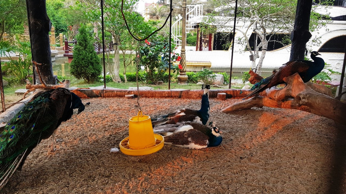 Chuồng nuôi chim công.