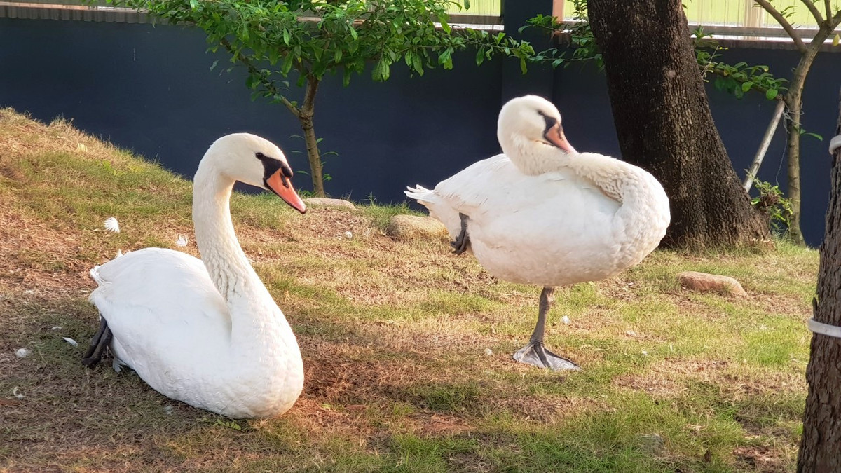 Đôi thiên nga được nuôi tại công viên.