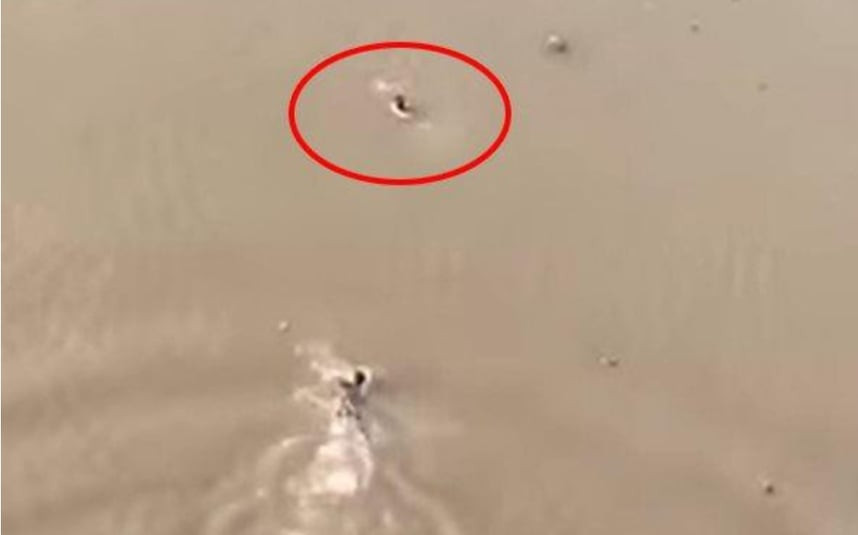 Sau hành động dũng cảm của anh Chính, mạng xã hội lan truyền đoạn video ghi lại hình ảnh một nam thanh niên nhảy cầu cứu người tự tử, thu hút hàng nghìn lượt xem, chia sẻ của cư dân mạng. Trong video, một bé gái đã nhảy từ cầu Thịnh Long xuống sông Ninh Cơ và chới với dưới dòng nước. Người dân phát hiện vụ việc đã hô hoán cứu cháu bé. Ngay lập tức, một nam thanh niên đã dũng cảm nhảy từ cây cầu cao 30m so với mặt nước xuống và bơi lại gần đưa cháu bé vào bờ an toàn.