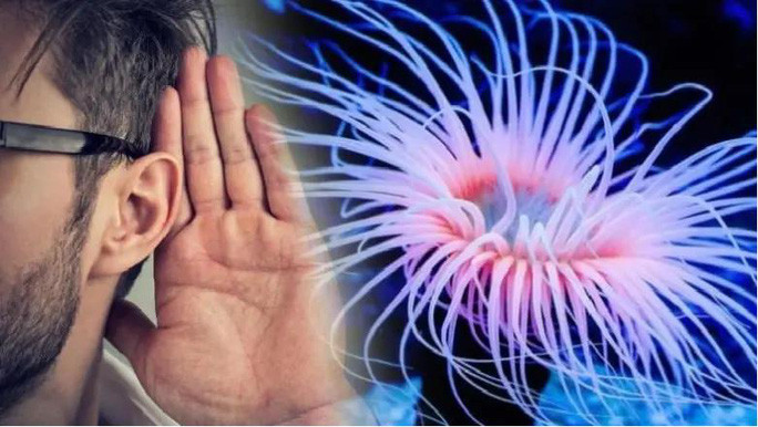 Phat hien lien he gay soc giua con nguoi va quai vat biet moc lai dau