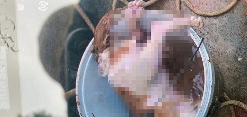  Kẻ xấu vứt xác chó xuống giếng nước, cưa hàng loạt gốc bưởi ở Hà Tĩnh. Công an huyện Hương Khê (Hà Tĩnh) đang điều tra, làm rõ kẻ xấu vứt xác chó xuống giếng nước sinh hoạ, cưa hàng loạt gốc bưởi của nhà ông ông Phạm Dương Thiên (SN 1964, xã Hương Trạch, huyện Hương Khê). Sự việc gần chục cây bưởi bị cứa quanh gốc được ông Thiên phát hiện ngày 1/4 khi ra vườn bưởi ở thôn Tân Trạch. Trước đó, gia đình ông cũng hoảng hốt phát hiện kẻ xấu đã vứt xác chó, gà xuống giếng nước sinh hoạt.