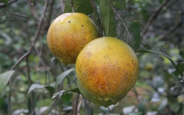 Cam Cao Phong khi cắt khỏi cành độ 1 ngày thì cả lá và quả đều héo, vì không dùng chất bảo quản.