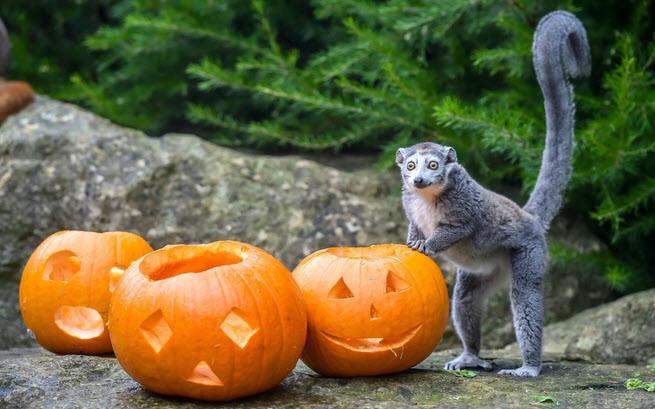 Vượn cáo chơi với những quả bí ngô trong vườn thú ở thành phố Bristol, Anh. (Nguồn Guardian)