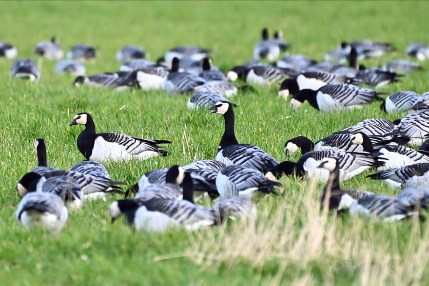 Đàn ngỗng nằm nghỉ ngơi trong khu bảo tồn thiên nhiên Mersehead trên đảo Solway Firth, Scotland. (Nguồn Guardian)