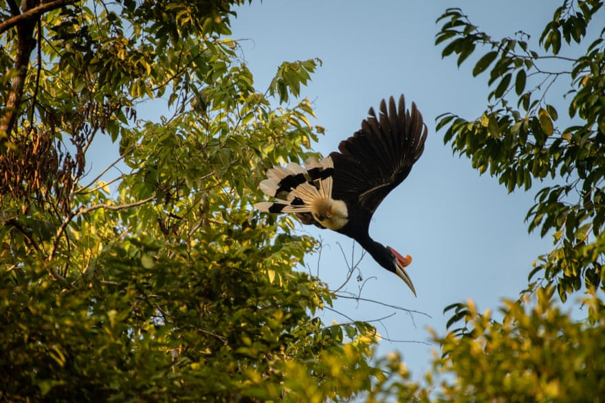 Chim tê điểu bay dọc sông Kinabatangan ở Sabah, Borneo, Malaysia. (Nguồn Guardian)