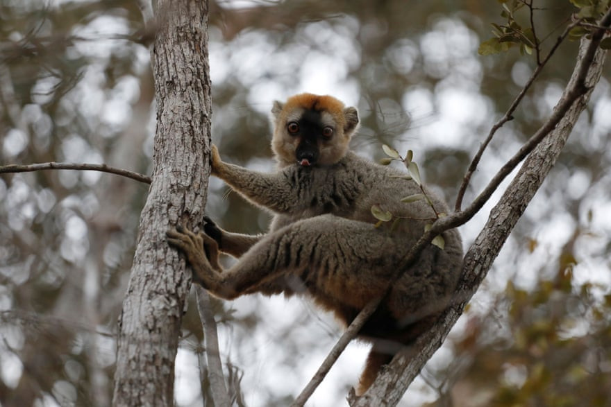 Vượn cáo nâu đỏ trong khu bảo tồn Kirindy ở Morondava, Madagascar. (Nguồn Guardian)