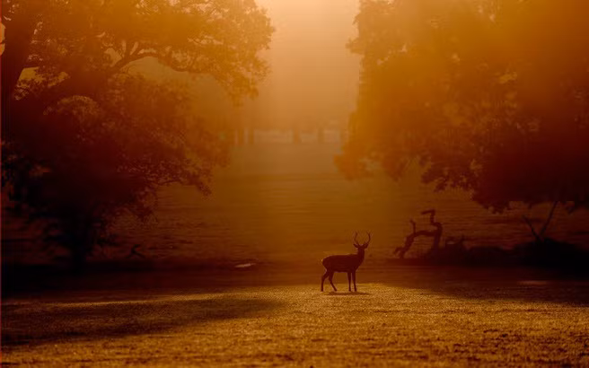 Hươu đứng dưới nắng sớm trong công viên Windsor Great, Berkshire, Anh. (Nguồn Guardian)